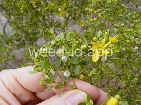 creosotebush